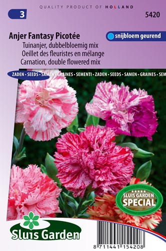 Oeillet des fleuristes Fantasy Picotée en mélange