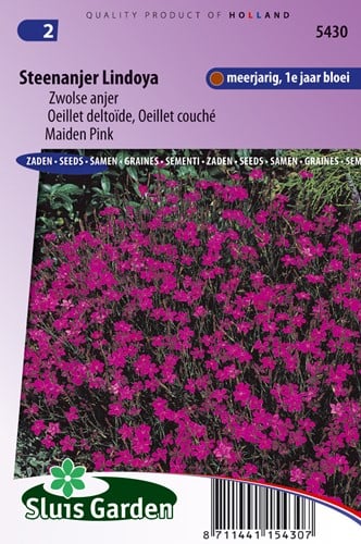Oeillet deltoïde (couché) Lindoya - Dianthus