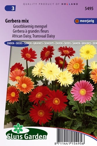 Gerbera à grandes fleurs Australian Giants