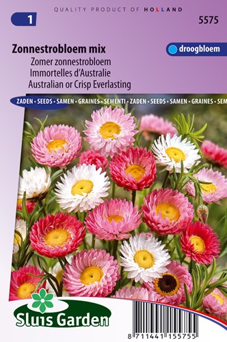 Immortelles d'Australie en mélange