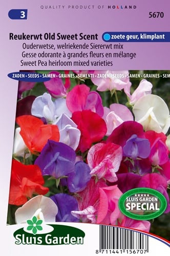 Pois de Senteur / Gesse odorante Old Sweet Scent