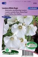 Lavatère à grande fleurs White Regis (Mauve fleuri)