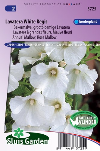 Lavatère à grande fleurs White Regis (Mauve fleuri)