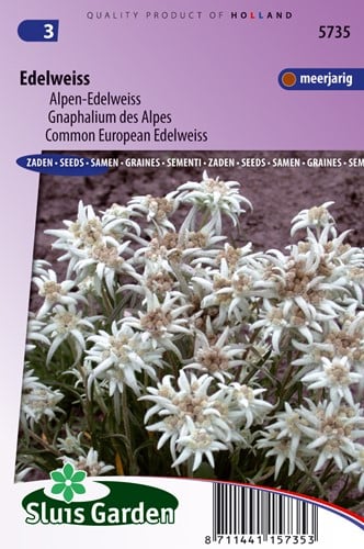 Edelweiss, Gnaphalium des Alpes - Leontopodium Alpinum