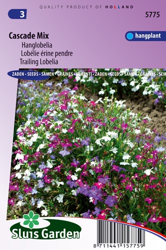 Lobélie érine pendre Cascade Mix