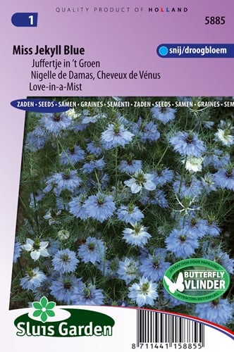 Nigelle de Damas Miss Jekyll Blue (Cheveux de Vénus)