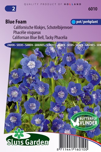 Phacélie visqueux Blue Foam
