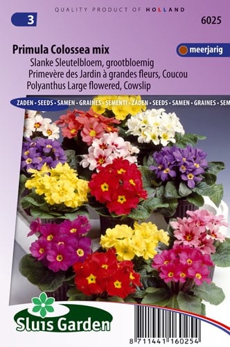 Primevère des jardins à gr. fl.Colossea Mix (Coucou)