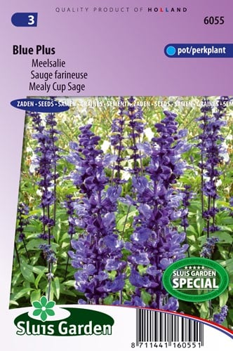 Sauge farineuse Blue Plus