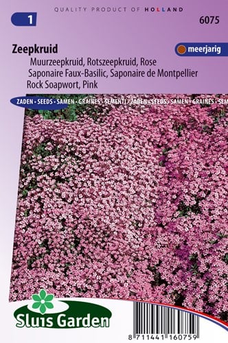 Saponaire Faux-Basilic / de Montpellier Rose-Pink - Saponaria