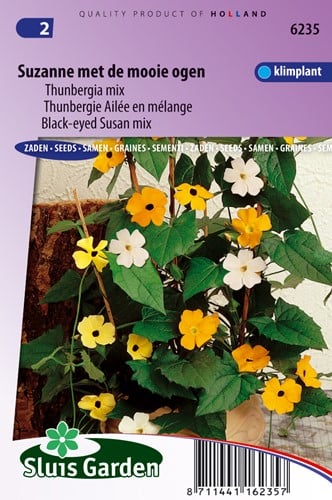 Thunbergie Ailée en mélange