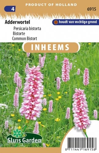 Bistorte - Persicaria bistorta