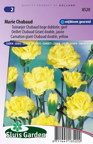 Oeillet Marie Chabaud Géant double - Dianthus