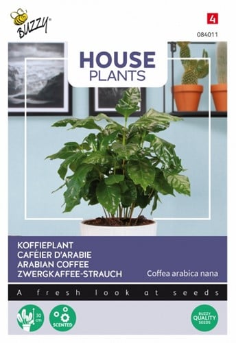 Caféier d'Arabie - Buzzy House Plants