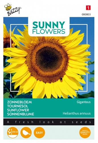 Tournesol Géant Giganteus - Buzzy Sunny Flowers