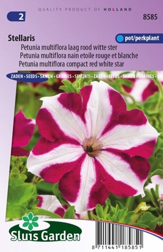 Petunia Multiflora Stellaris