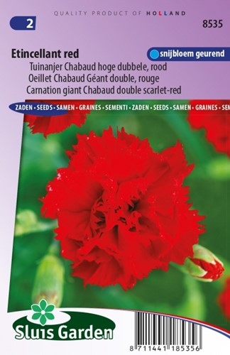 Oeillet Etincellant Red - Dianthus Chabaud