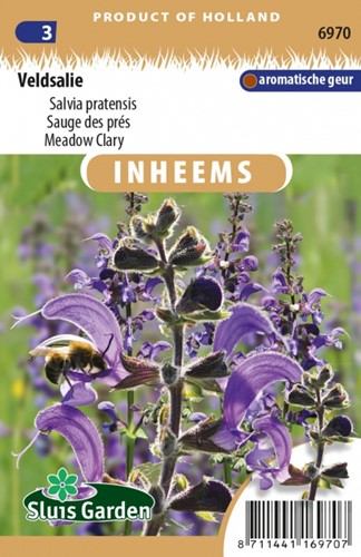 Sauge des prés - Salvia pratensis
