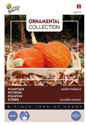 Potiron Golden Hubbard - Ornamental Collection