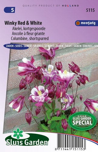 Ancolie à fleur géante Winky Red & White - Aquilegia