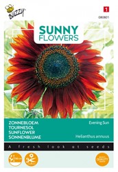 Zonnebloemen Evening Sun - Sunny Flowers