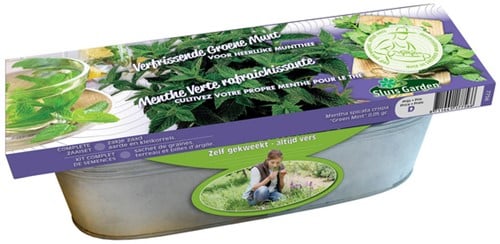 Kit Menthe Crépue