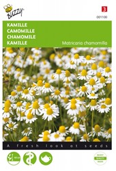 Kamille - Matricaria chamomilla Buzzy