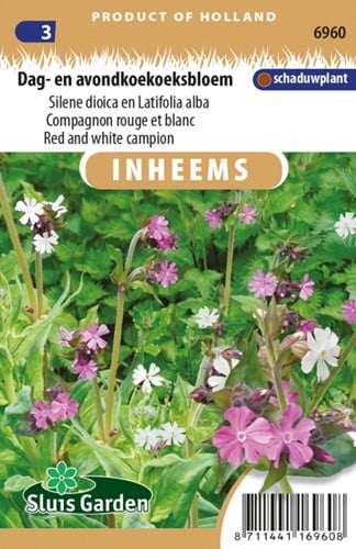 Compagnon rouge et blanc - Silene & Latifolia