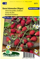 Fraisier des bois Baron Solemacher (Rügen)