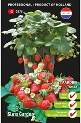 Fraisier Tresca - Fragaria