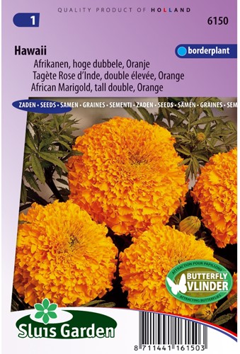 Tagète Rose d'Inde double élevée Hawaii - Tagetes