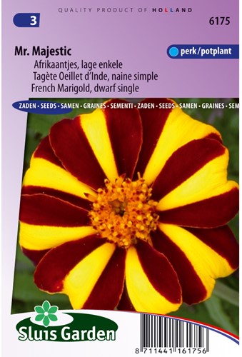 Tagète Oeillet d´Inde nain simple Mr. Majestic - Tagetes