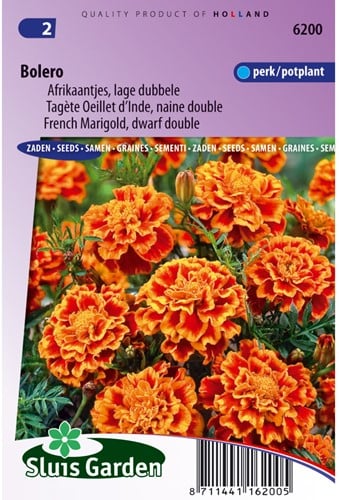 Tagète Bolero - Tagetes