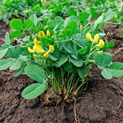 Graines de plante de cacahuète - Arachis hypogaea