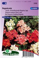 Bégonia toujours fleuri, nain en mélange