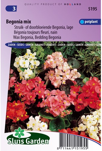 Bégonia toujours fleuri, nain en mélange