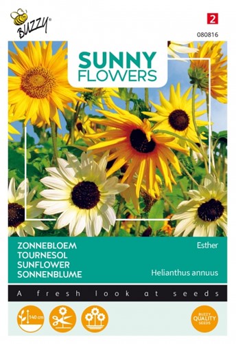 Tournesol Esther - Sunny Flowers