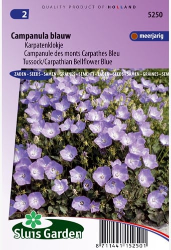 Campanule des monts Carpathes Bleu