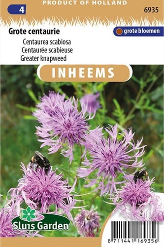 Centaurée scabieuse - Centaurea scabiosa