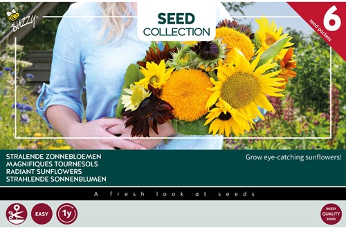 6 Magnifiques tournesols - Buzzy Collection