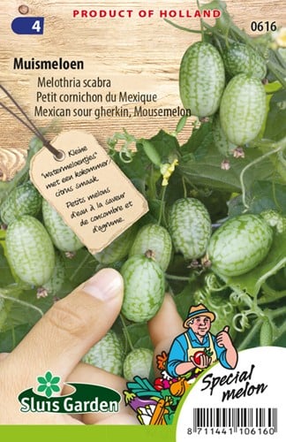 Petit cornichon du Mexique
