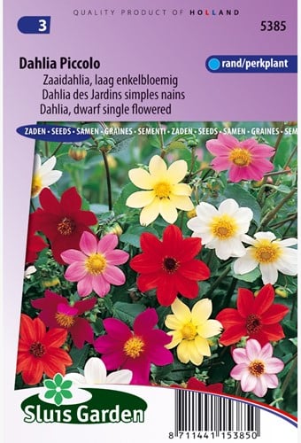 Dahlia des Jardins simples nain Piccolo Mix (améliorée Mignon)