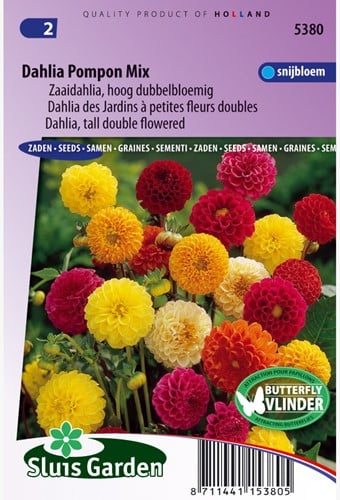 Dahlia de Jardins à petites fleurs doubles Pompon Mix