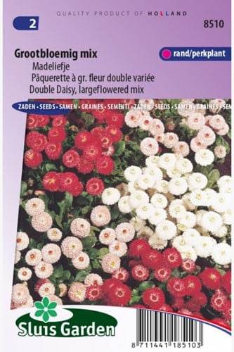 Pâquerette à gr. fleur double variée – Bellis Perennis