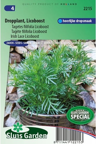 Tagète filifolia Licoboost