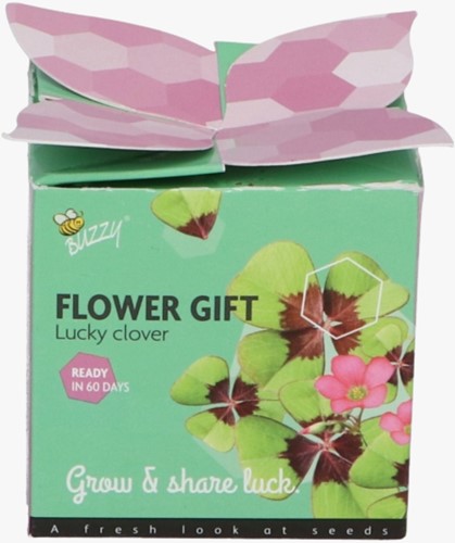 Buzzy Flower Gift Trèfle à  4 feuilles - Trifolium. (1 boîte)