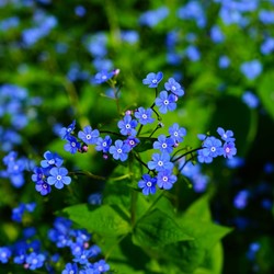 Vergeet-mij-nietjes – Myosotis zaden