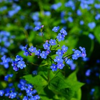 Vergeet-mij-Niet  - Myosotis zakjes persoonlijk bedrukt - 250 stuks-3