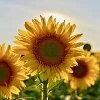 Tournesol Paquets de semences personnalisés - 50 pièces-3