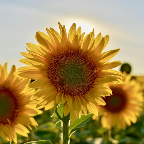 Tournesol Paquets de semences personnalisés - 50 pièces-3